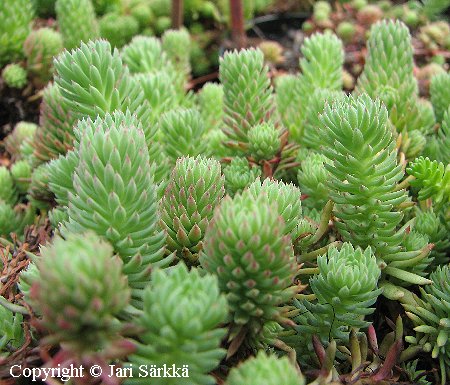 Sedum sediforme